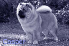 Casper