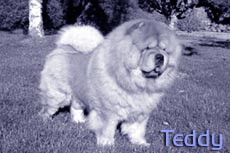Teddy